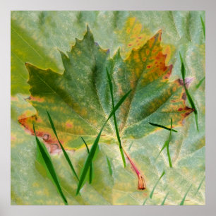 Late autumn poster