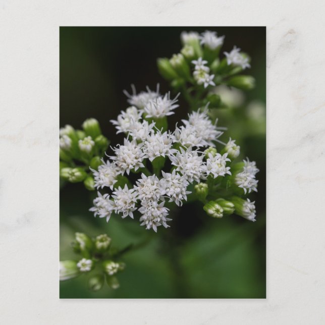 Late-flowering Boneset White Wildflower Postcard (Front)