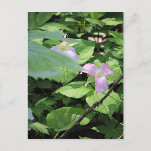 Late Season Trillium Postcard