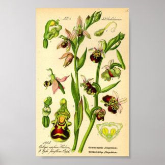 Late Spider Orchid (Ophrys fuciflora) Poster