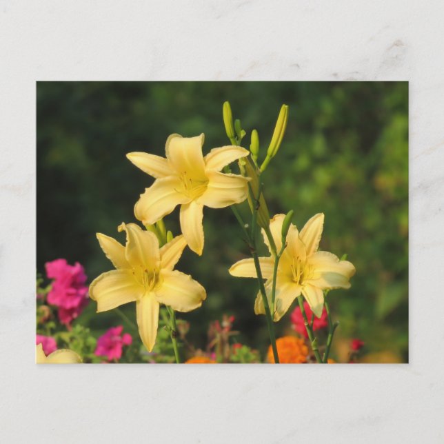 Late Summer Daylilies Postcard (Front)