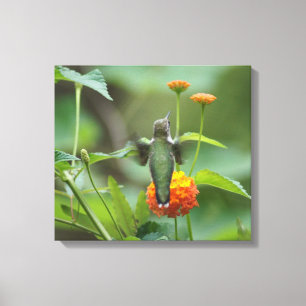 Late Summer Hummer Canvas Print