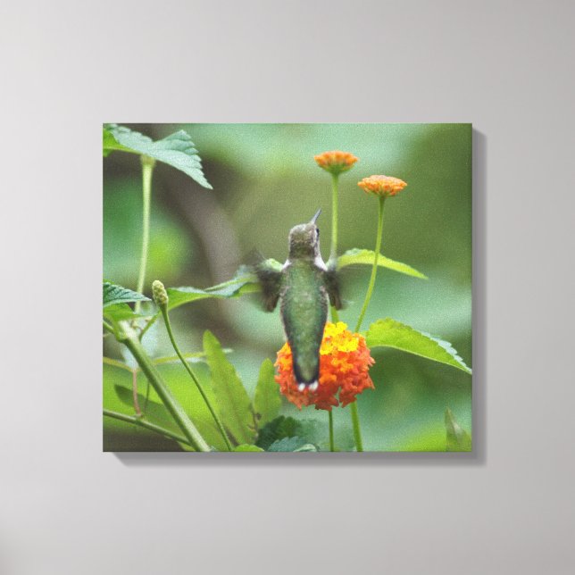 Late Summer Hummer Canvas Print (Front)