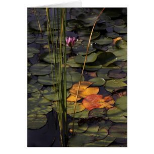 Late Summer Lilly Pond