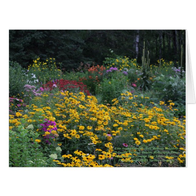 Late Summer Tall Mullein Ridgeline (Front Horizontal)