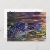 later gator postcard (Front/Back)