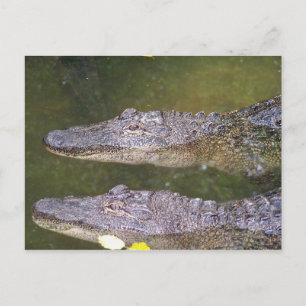 Later Gator Postcard