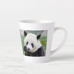 latte mug Photo giant panda , animals . latte mug