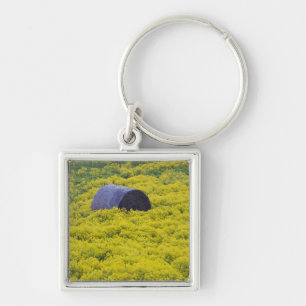 Latvia, Northeastern Latvia, Vidzeme Region, 2 Keychain