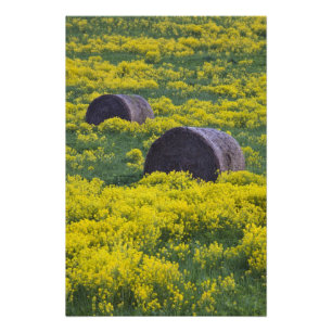 Latvia, Northeastern Latvia, Vidzeme Region, Photo Print