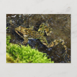 Laubfrosch Postcard