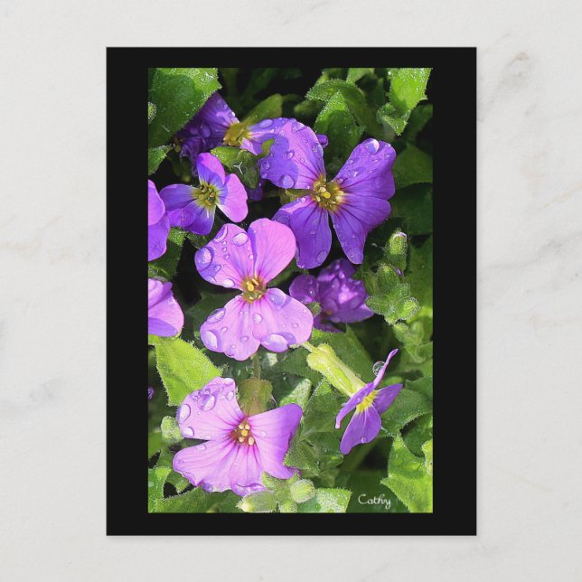 L'aubriète Postcard (Front)