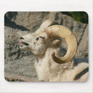Laughing Bighorn Sheep Mouse Pad