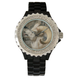 Laughing Bighorn Sheep Watch