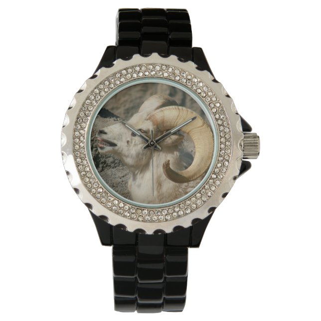 Laughing Bighorn Sheep Watch (Front)