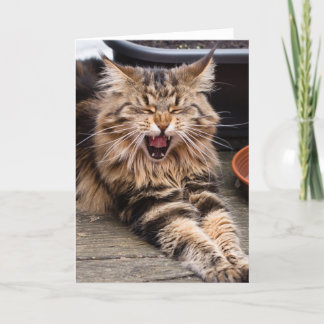 Laughing cat greeting card