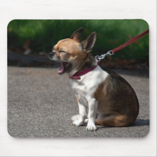 Laughing Chihuahua Mouse Pad