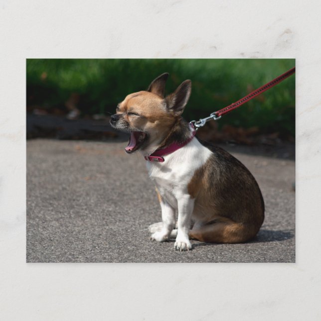 Laughing Chihuahua Postcard (Front)