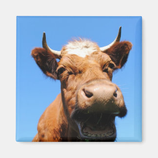 laughing cow magnet