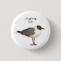 Laughing Gull