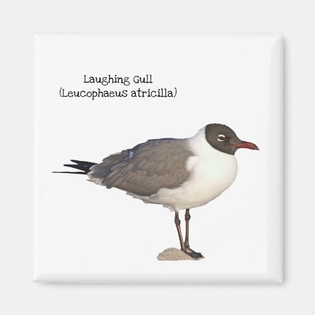 Laughing Gull Magnet (Front)