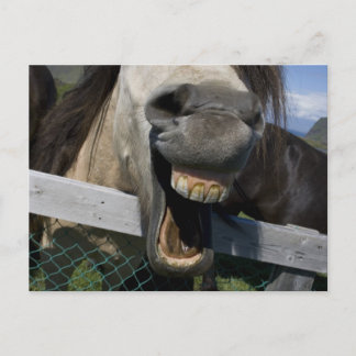 Laughing Horse Postcard