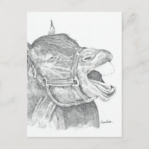 Laughing Horse Postcard