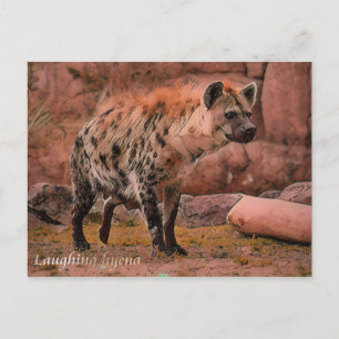 Laughing Hyena：Postcard Postcard