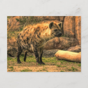 Laughing Hyena (Ver. 2.0) : Carte postale