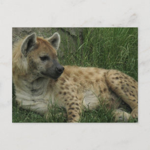 Laughing Hyenas Postcard
