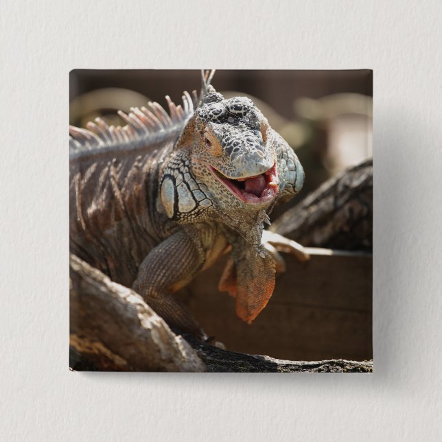 Laughing Iguana Photo 2 Inch Square Button (Front)