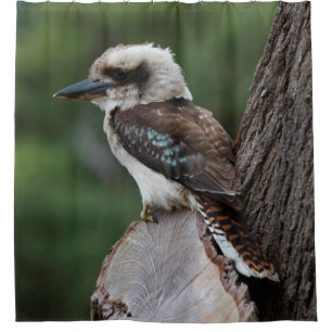 Laughing Kookaburra Bird Animal Tree