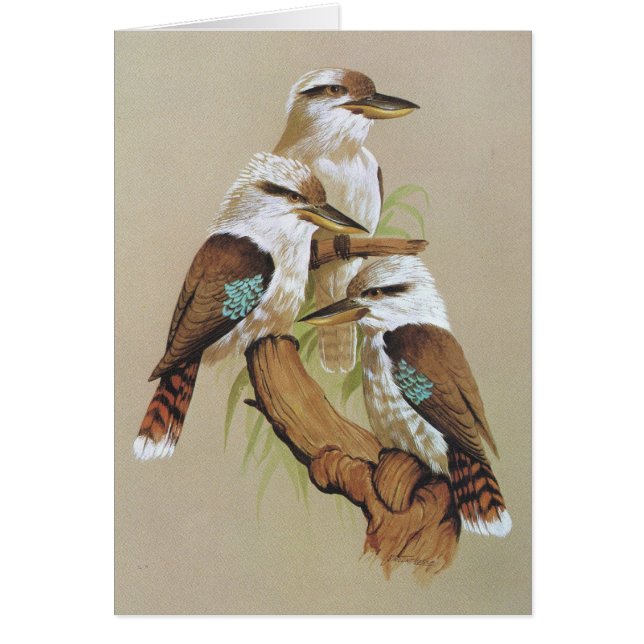 Laughing Kookaburra - Dacelo gigas (Front)