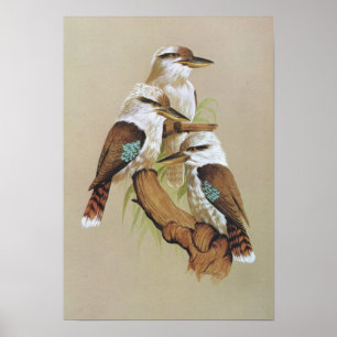 Laughing Kookaburra - Dacelo gigas Poster