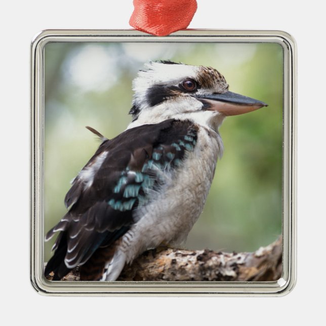 Laughing kookaburra on Fraser Island Australia Metal Ornament (Front)