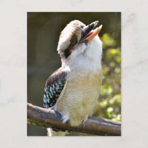 Laughing Kookaburra perched on branch Postcard
