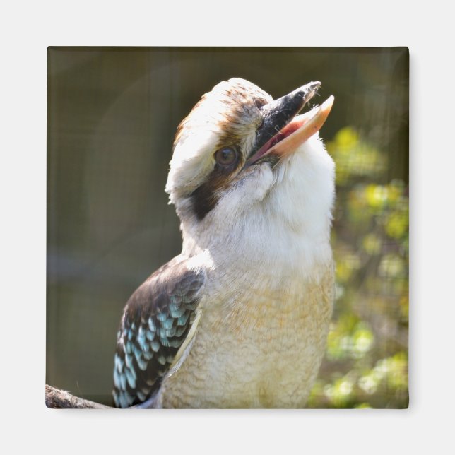 Laughing Kookaburra perched on branch Postcard Squ Magnet (Front)