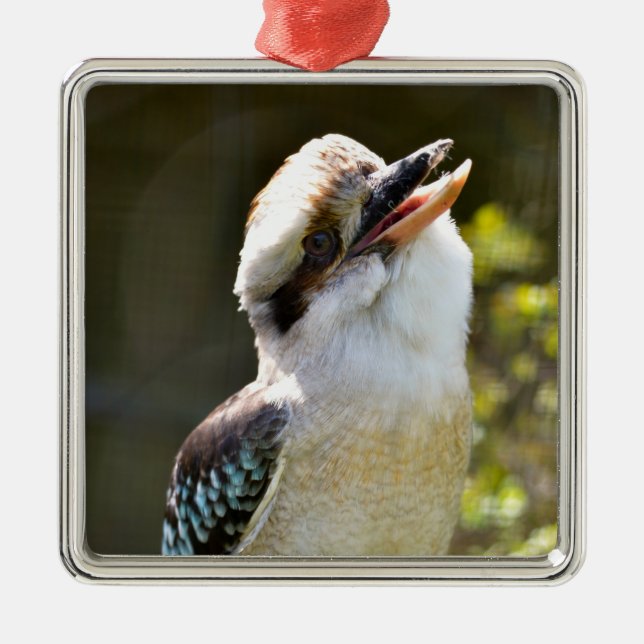 Laughing Kookaburra perched on branch Postcard Squ Metal Ornament (Front)