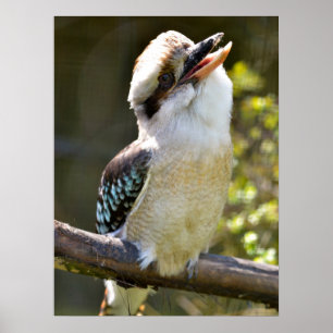 Laughing Kookaburra perched on branch Postcard Squ Poster