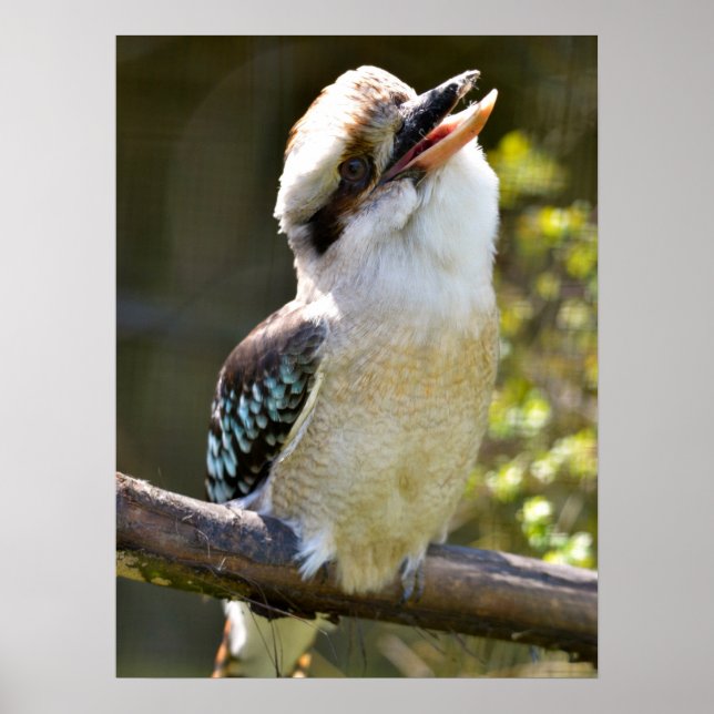 Laughing Kookaburra perched on branch Postcard Squ Poster (Front)