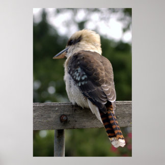 Laughing Kookaburra  Poster