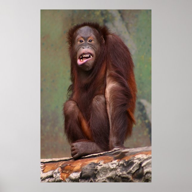 Laughing Orangutan Poster (Front)