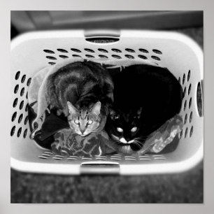 Laundry Basket Kitties B+W Poster