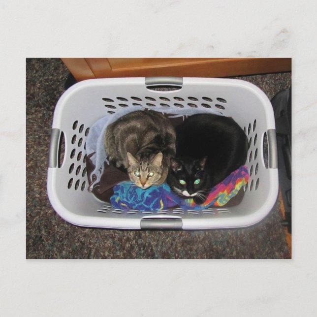 Laundry Basket Kitties Postcard (Front)