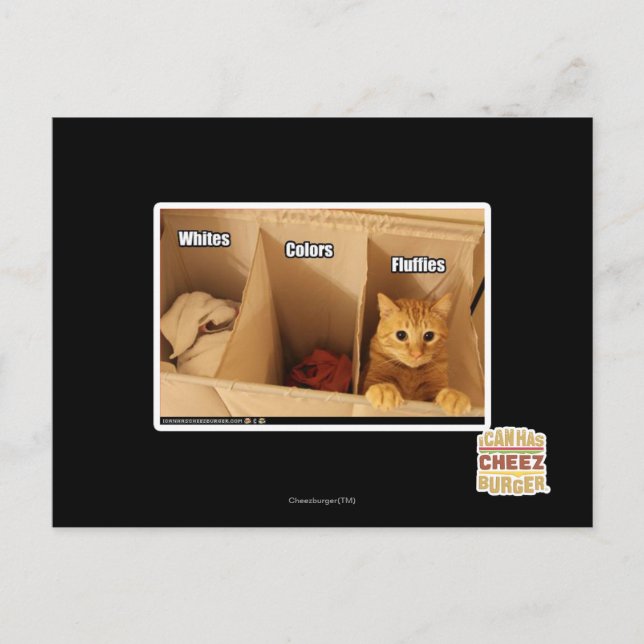Laundry Cat Postcard (Front)
