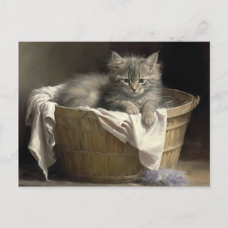 Laundry Or Playtime Grey Kitten Portrait Postcard