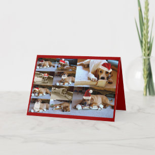 laura dogs holiday card