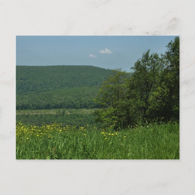Laurel Highlands Pennsylvania Summer Photography Postcard (Front)