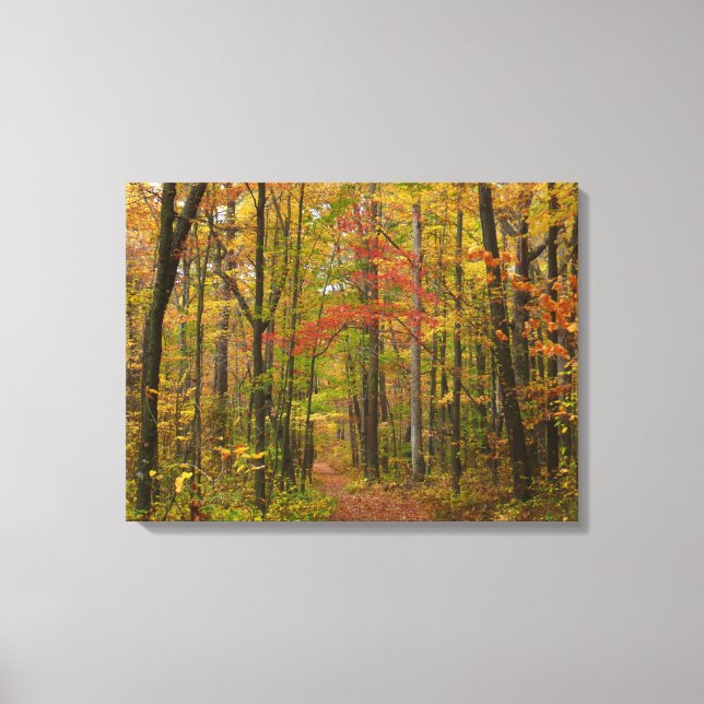 Laurel Hill Trail in Fall Canvas Print (Front)