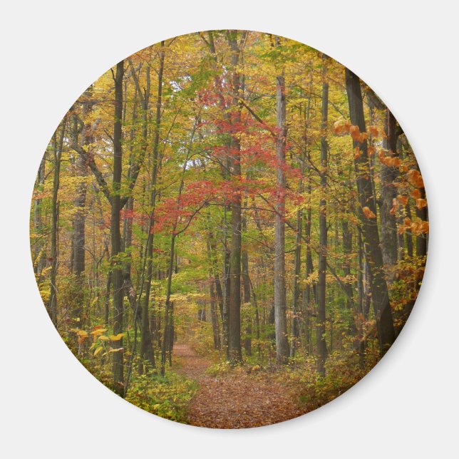Laurel Hill Trail in Fall Magnet (Front)